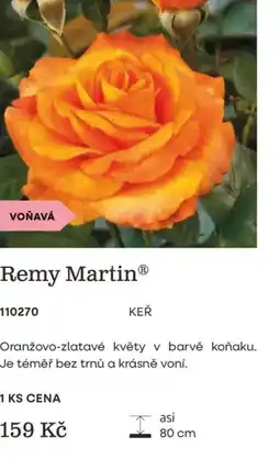 Starkl Remy Martin® nabídka