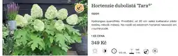 Starkl Hortenzie dubolistá 'Tara' nabídka