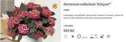 Starkl Hortenzie velkolistá 'Eclipse' nabídka