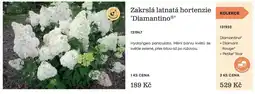 Starkl Diamantino® Zakrslá latnatá hortenzie nabídka