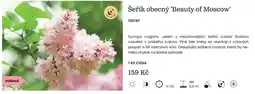 Starkl Metechna Šeřík obecný 'Beauty of Moscow' nabídka