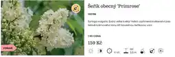 Starkl Šeřík obecný 'Primrose' nabídka