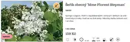 Starkl Mme Florent Stepman šeřík obecný nabídka
