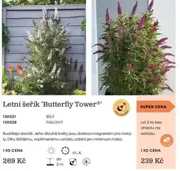 Starkl Medonosné Letní šeřík 'Butterfly Tower' nabídka