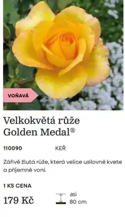 Starkl Golden Medal® Velkokvětá růže nabídka