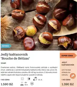 Starkl Jedlý kaštanovník 'Bouche de Bétizac' nabídka