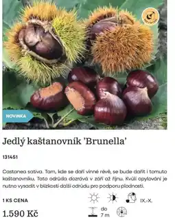 Starkl Jedlý kaštanovník Brunella nabídka