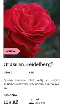 Starkl Gruss an Heidelberg® nabídka
