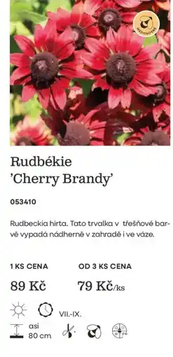 Starkl Medonosné rudbékie 'Cherry Brandy' nabídka