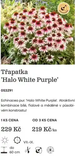 Starkl Třapatka 'Halo White Purple' nabídka