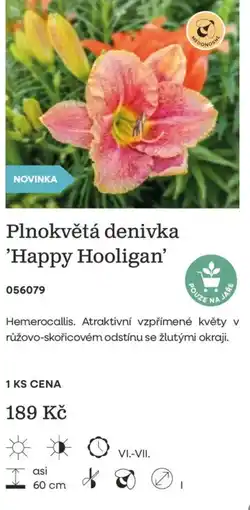 Starkl Plnokvětá denivka 'Happy Hooligan' nabídka