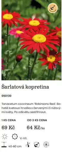Starkl Middonkone šarlatová kopretina nabídka