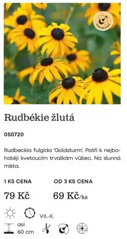 Starkl Rudbékie žlutá nabídka