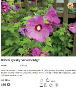 Starkl Medonosné Ibišek syrský 'Woodbridge' nabídka