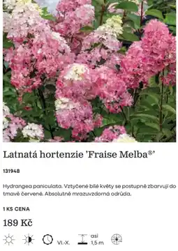 Starkl Fraise Melba Latnatá hortenzie nabídka