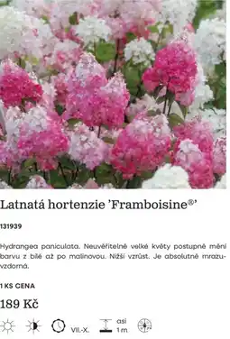 Starkl Framboisine latnatá hortenzie nabídka