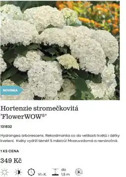 Starkl FlowerWOW Hortenzie stromečkovitá nabídka