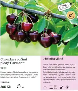 Starkl Starkl chrupka s obřími plody 'Carmen' nabídka