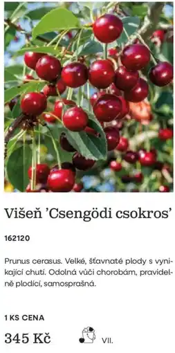 Starkl Višeň 'Csengödi csokros' nabídka