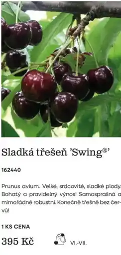 Starkl Sladká třešeň 'Swing' nabídka