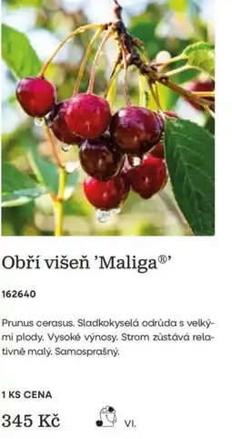 Starkl Maliga obří višeň nabídka