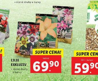 Lidl Lilie exkluziv nabídka
