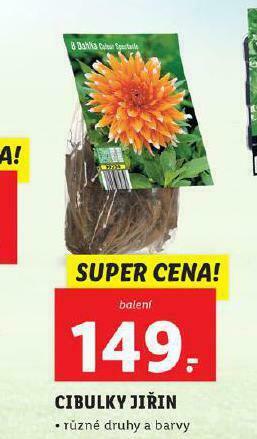 Lidl Cibulky jiřin nabídka
