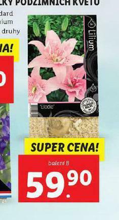 Lidl Cibulky podzimních květů nabídka