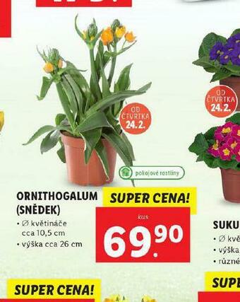 Ornithogalum (snědek)