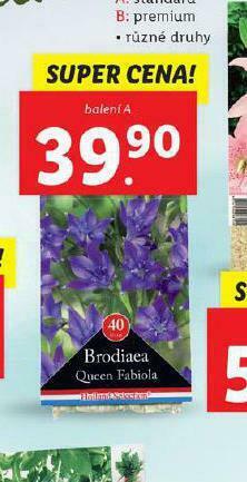 Lidl Cibulky podzimních květů nabídka