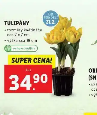 Lidl Tulipány nabídka