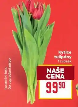 Billa Kytice tulipány nabídka