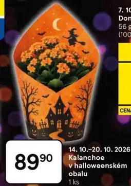 Tesco Kalanchoe v halloweenském obalu nabídka