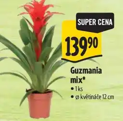 Albert Guzmania mix nabídka