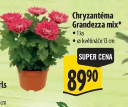 Albert Chryzantema grandezza mix nabídka