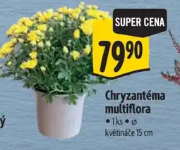 Albert CHRYZANTÉMA MULTIFLORA nabídka