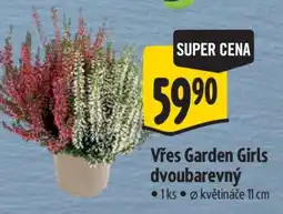 Albert Vřes Garden Girls dvoubarevný nabídka