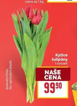 Billa Kytice tulipány 1 svazek nabídka
