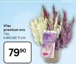Tesco Vřes premium mix, 1 ks. květináč 11 cm nabídka