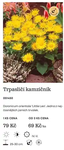 Starkl Merdonosník trpasličí kamzičník nabídka
