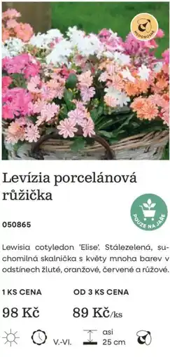 Starkl Redonosné levízia porcelánová růžička nabídka