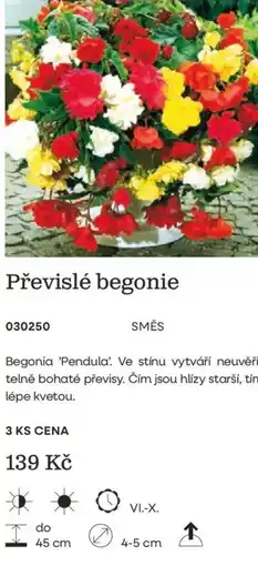 Starkl Převislé begonie nabídka