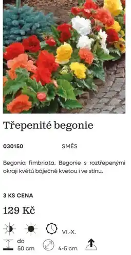 Starkl Třepenité begonie nabídka