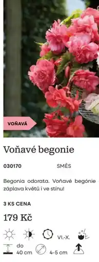 Starkl Voňavé begonie nabídka