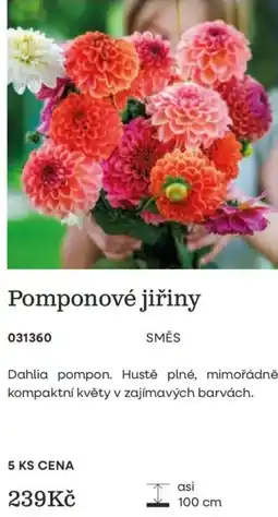 Starkl Pomponové jiřiny nabídka