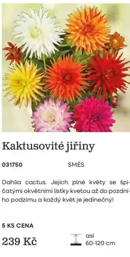 Starkl Kaktusovité jiřiny nabídka