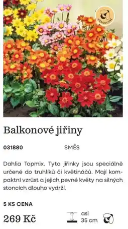 Starkl Dahlia Topmix Balkonové jiřiny nabídka