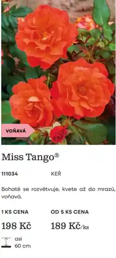Starkl Miss Tango nabídka