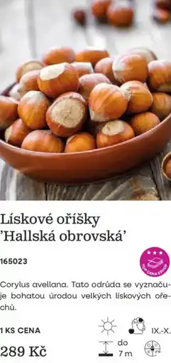 Starkl Lískové oříšky 'Hallská obrovská' nabídka