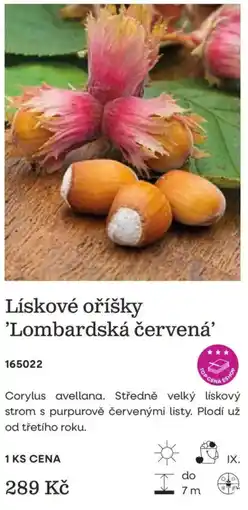 Starkl Lískové oříšky 'Lombardská červená' nabídka
